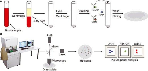 Flowchart showing how RED processes a blood sample from imaging to identifying rare cancer cells